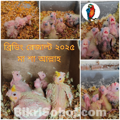 ককাটেল বেবি